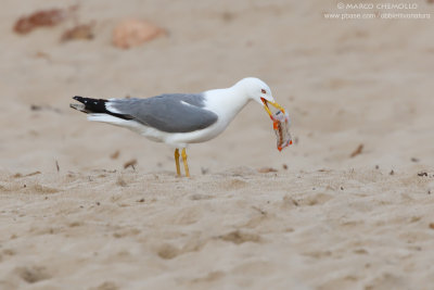 Yellow-legged Gull - Gabbiano reale (Larus michahellis)