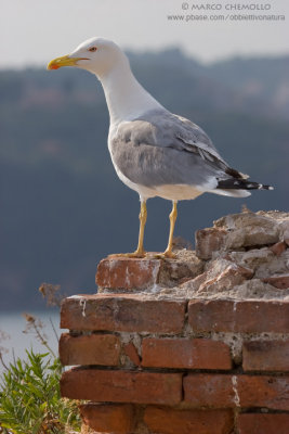 Yellow-legged Gull - Gabbiano reale (Larus michahellis)