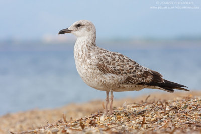 Yellow-legged Gull - Gabbiano reale (Larus michahellis)