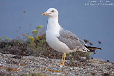 Yellow-legged Gull - Gabbiano reale (Larus michahellis)