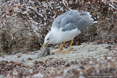 Yellow-legged Gull - Gabbiano reale (Larus michahellis)