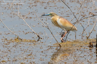Squacco Heron - Sgarza Ciuffetto (Ardeola ralloides)