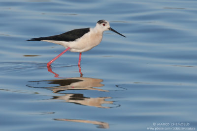 Himantopus himantopus (cavaliere d'Italia)
