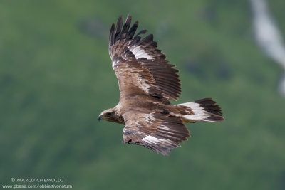 Golden eagle - Aquila reale (Aquila chrysaetos)
