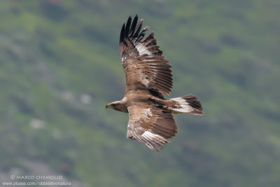 Golden eagle - Aquila reale (Aquila chrysaetos)