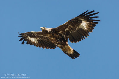 Golden eagle - Aquila reale (Aquila chrysaetos)