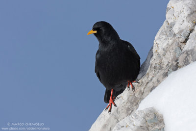 Alpine Chough - Gracchio Alpino (Pyrrhocorax graculus)