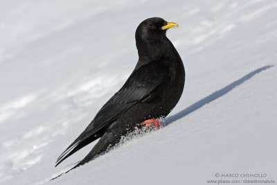 Alpine Chough - Gracchio Alpino (Pyrrhocorax graculus)