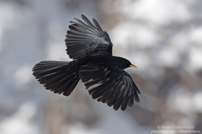 Alpine Chough - Gracchio Alpino (Pyrrhocorax graculus)