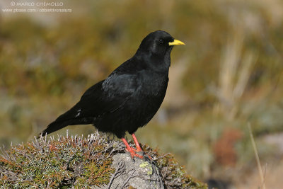 Alpine Chough - Gracchio Alpino (Pyrrhocorax graculus)