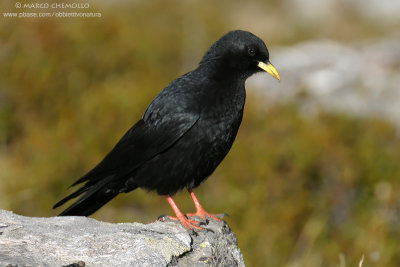 Alpine Chough - Gracchio Alpino (Pyrrhocorax graculus)