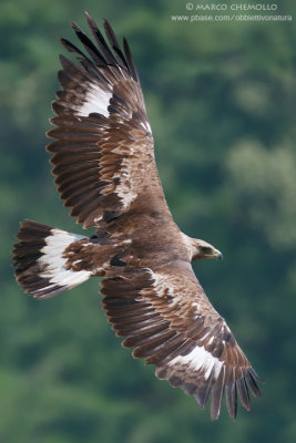 Golden eagle - Aquila reale (Aquila chrysaetos)