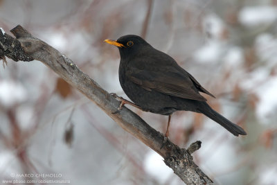 Blackbird - Merlo (Turdus merula)