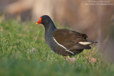 Common Moorhen - Gallinella d'acqua (Gallinula chloropus)