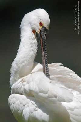 Platalea leucorodia