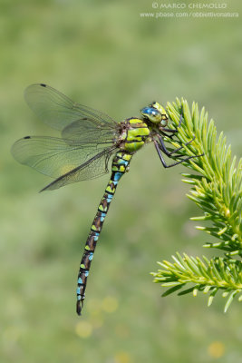 Aeshna cyanea