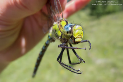 Aeshna cyanea