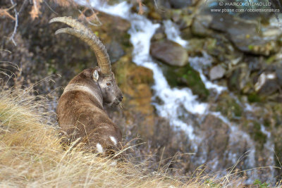 Ibex - Stambecco (IMG_0492-(2).jpg)