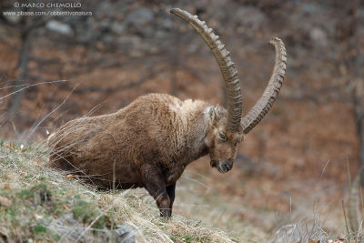 Ibex - Stambecco (T9ZQ7006.jpg)