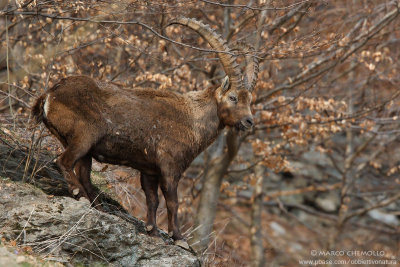 Ibex - Stambecco (T9ZQ7013.jpg)