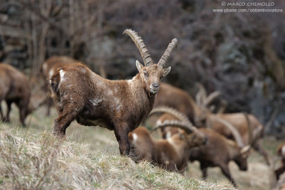 Ibex - Stambecco (T9ZQ7020.jpg)