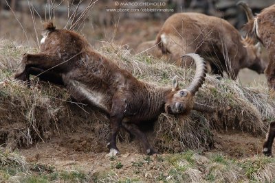 Ibex - Stambecco (T9ZQ7029.jpg)