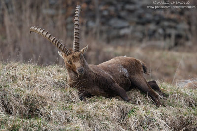 Ibex - Stambecco (T9ZQ7032.jpg)