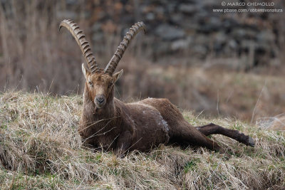 Ibex - Stambecco (T9ZQ7034.jpg)