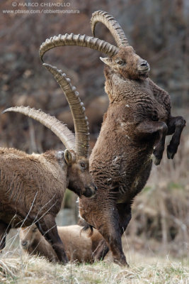 Ibex - Stambecco (T9ZQ7044.jpg)
