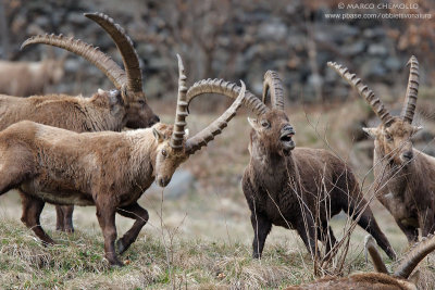 Ibex - Stambecco (T9ZQ7047.jpg)