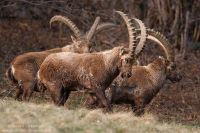 Ibex - Stambecco (T9ZQ7068.jpg)