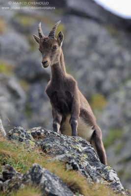 Ibex - Stambecco (T9ZQ8040.jpg)