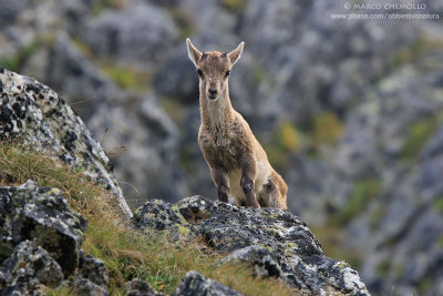Ibex - Stambecco (T9ZQ8065.jpg)