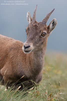 Ibex - Stambecco (T9ZQ8133.jpg)