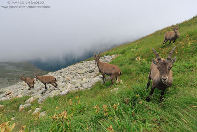 Ibex - Stambecco (T9ZQ8137.jpg)