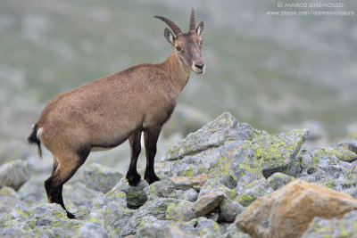 Ibex - Stambecco (T9ZQ8178.jpg)