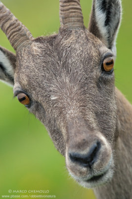 Ibex - Stambecco (T9ZQ8182.jpg)