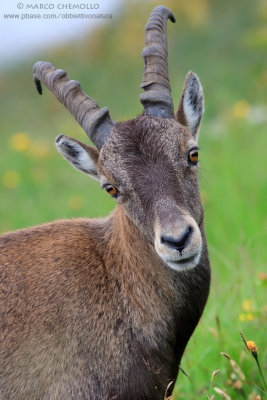 Ibex - Stambecco (T9ZQ8197.jpg)