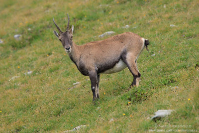 Ibex - Stambecco (T9ZQ8227.jpg)