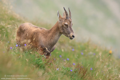 Ibex - Stambecco (T9ZQ8249.jpg)