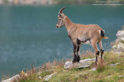 Ibex - Stambecco (T9ZQ8274.jpg)