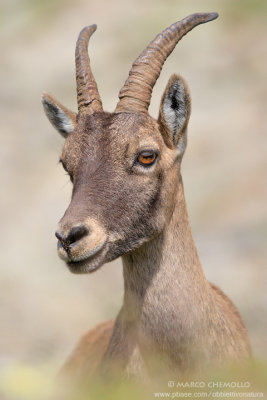 Ibex - Stambecco (T9ZQ8288.jpg)
