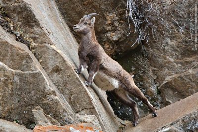 Ibex - Stambecco (_9ZQ1064.jpg)