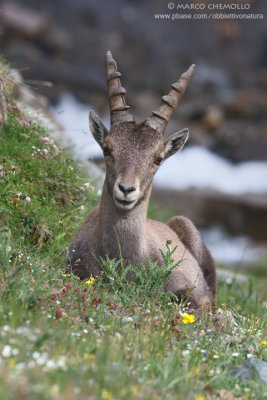 Ibex - Stambecco 8T9ZQ2014.jpg)
