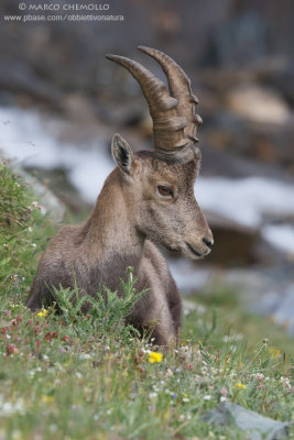 Ibex - Stambecco (T9ZQ2018.jpg)