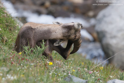 Ibex - Stambecco (T9ZQ2019.jpg)