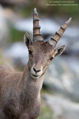 Ibex - Stambecco (T9ZQ2023.jpg)