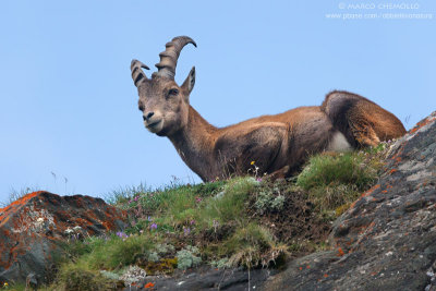 Ibex - Stambecco (T9ZQ2029.jpg)