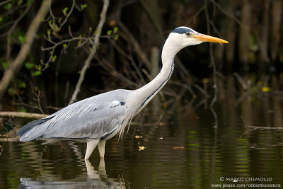 Grey Heron - Airone Cenerino (Ardea cinerea)