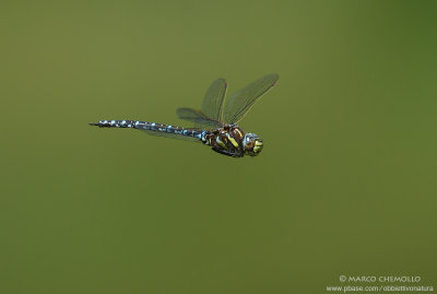 Aeshna juncea